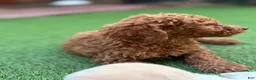 Standard Poodle dogs for sale: Cooper - Ad 1