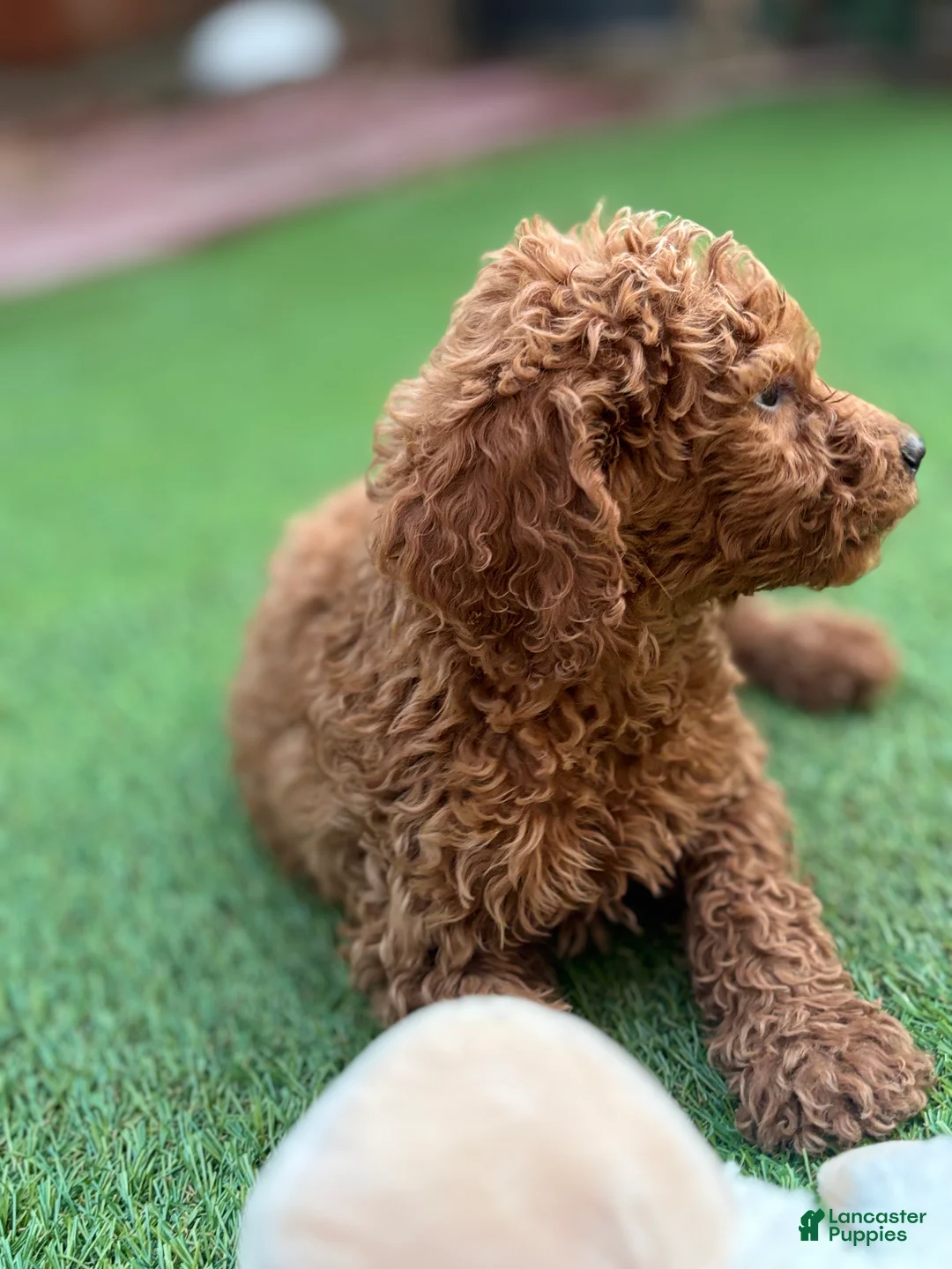 Standard Poodle dogs for sale: Cooper - Ad 1