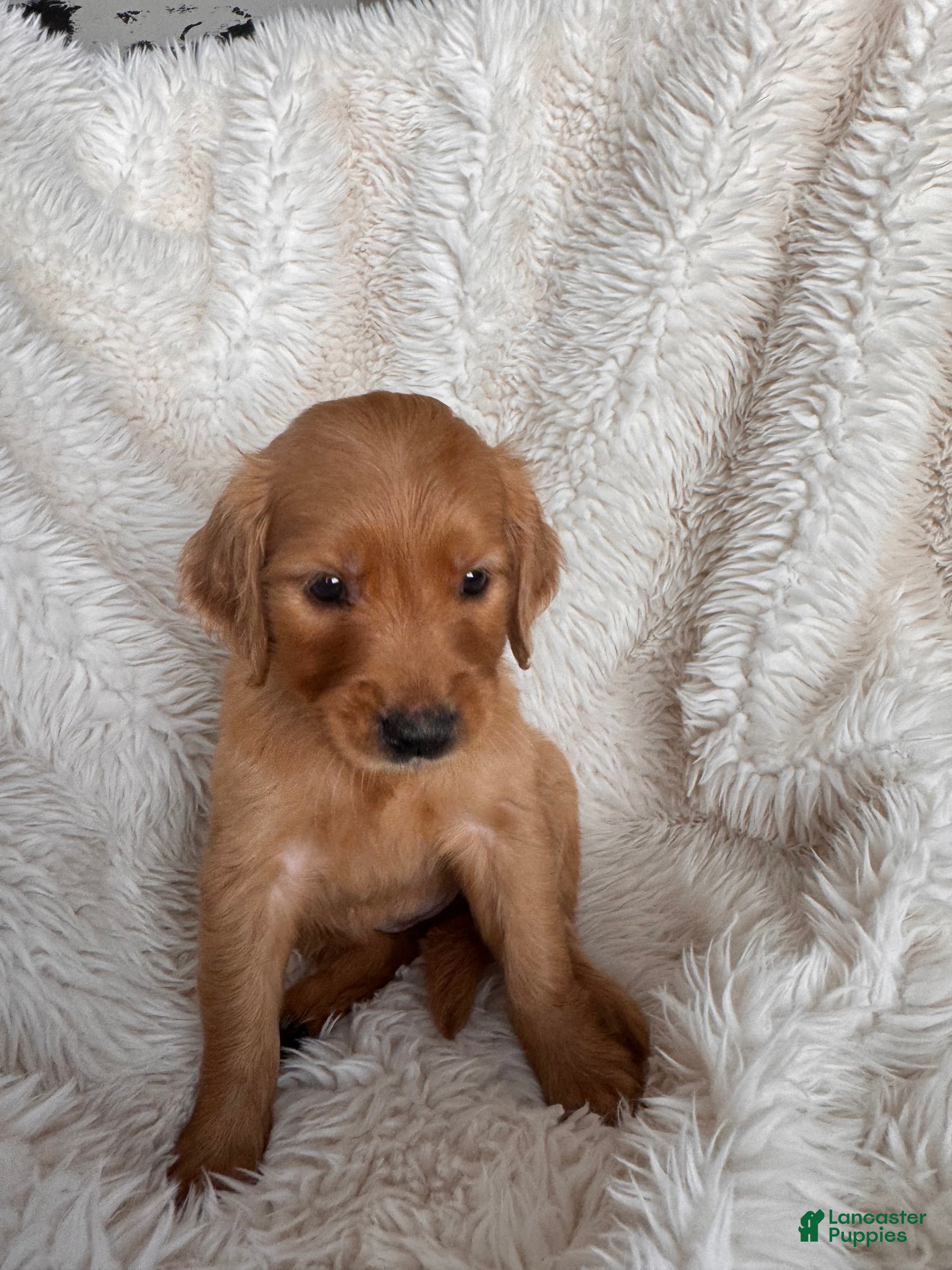 Golden Retriever dogs Daffodil - Yellow collar, female - Ad 2