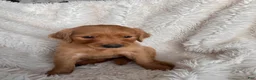 Golden Retriever dogs for sale: Daffodil - Yellow collar, female - Ad 2