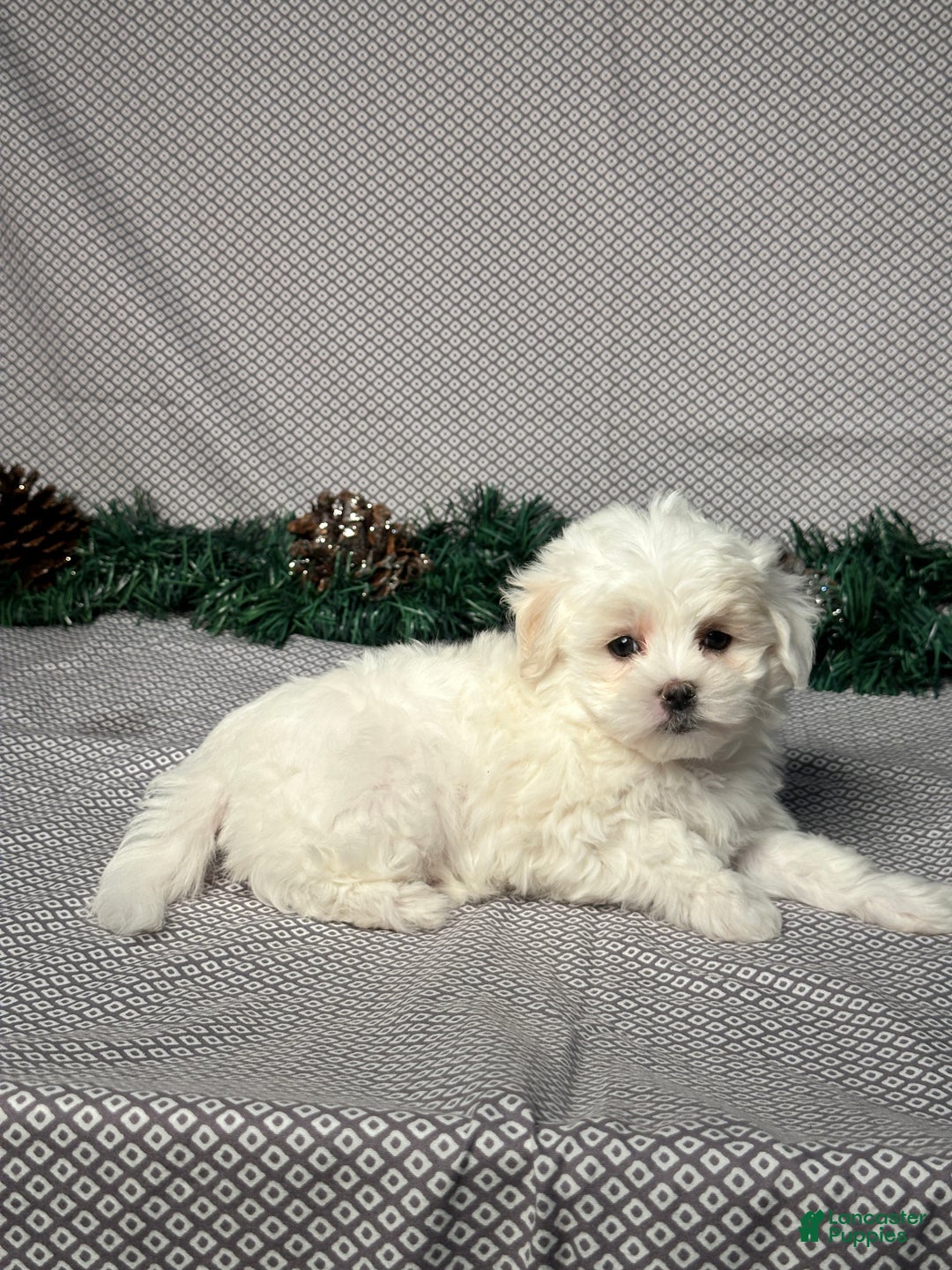 Maltese dogs for sale: Emily - Ad 4