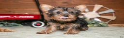 Yorkshire Terrier dogs for sale: Reggie - Ad 3