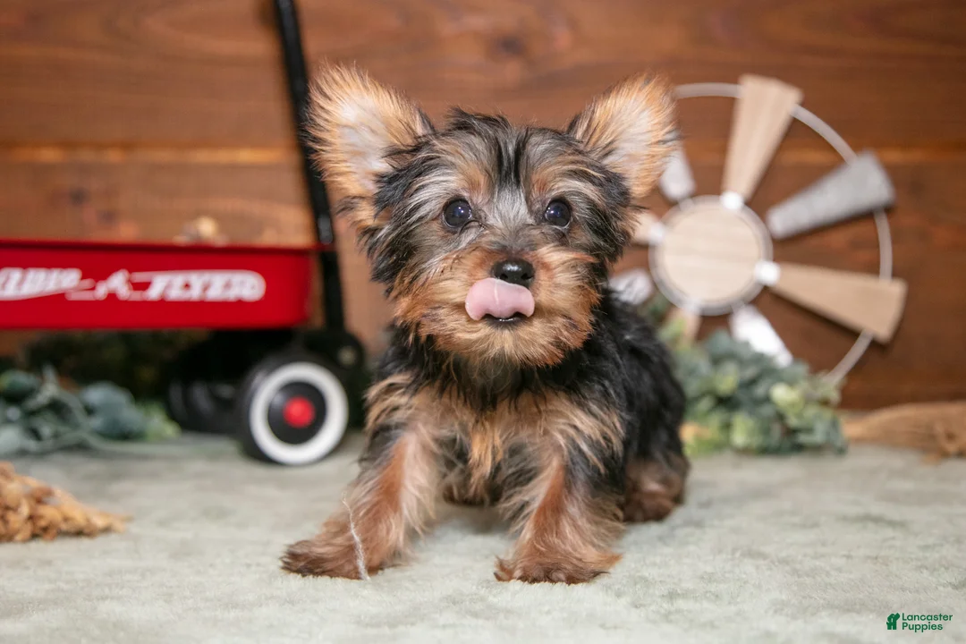 Yorkshire Terrier dogs for sale: Reggie - Ad 3