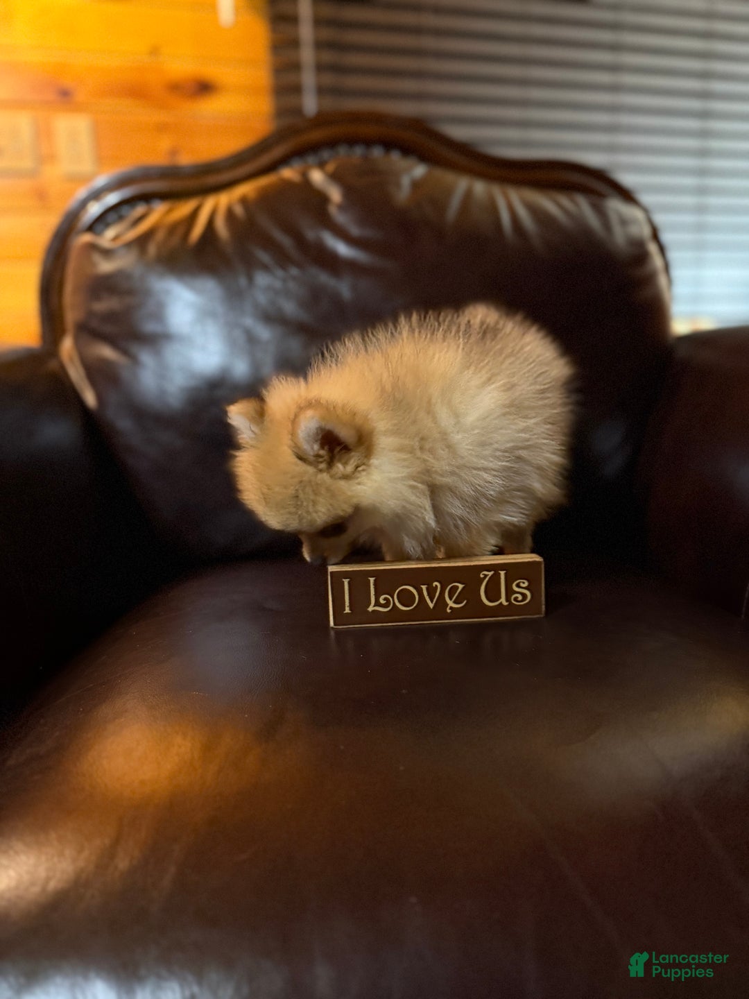 Pomeranian dogs for sale: Tiny Tim  - Ad 12