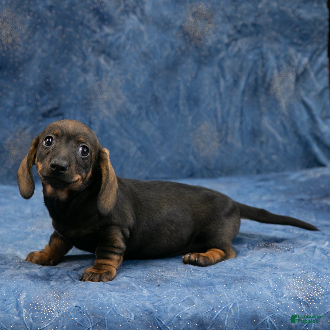 Miniature Dachshund dogs for sale: Darlene - Ad 6