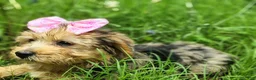 Yorkshire Terrier dogs for sale: Yorkshire Terrier blueberry - Ad 4