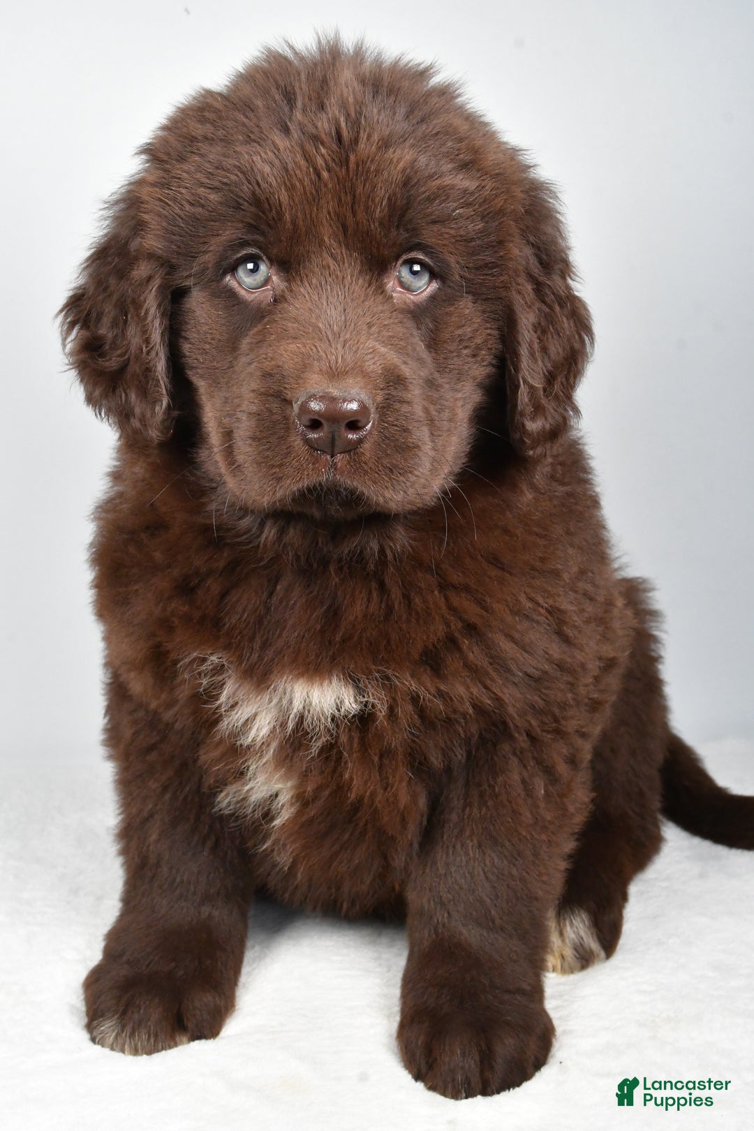 Newfoundland dogs for sale: Luna - Ad 3