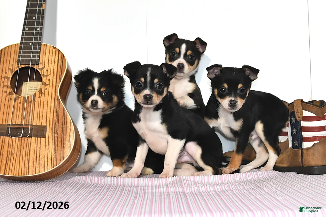 Mixed Breed dogs for sale: Wolf - Ad 3