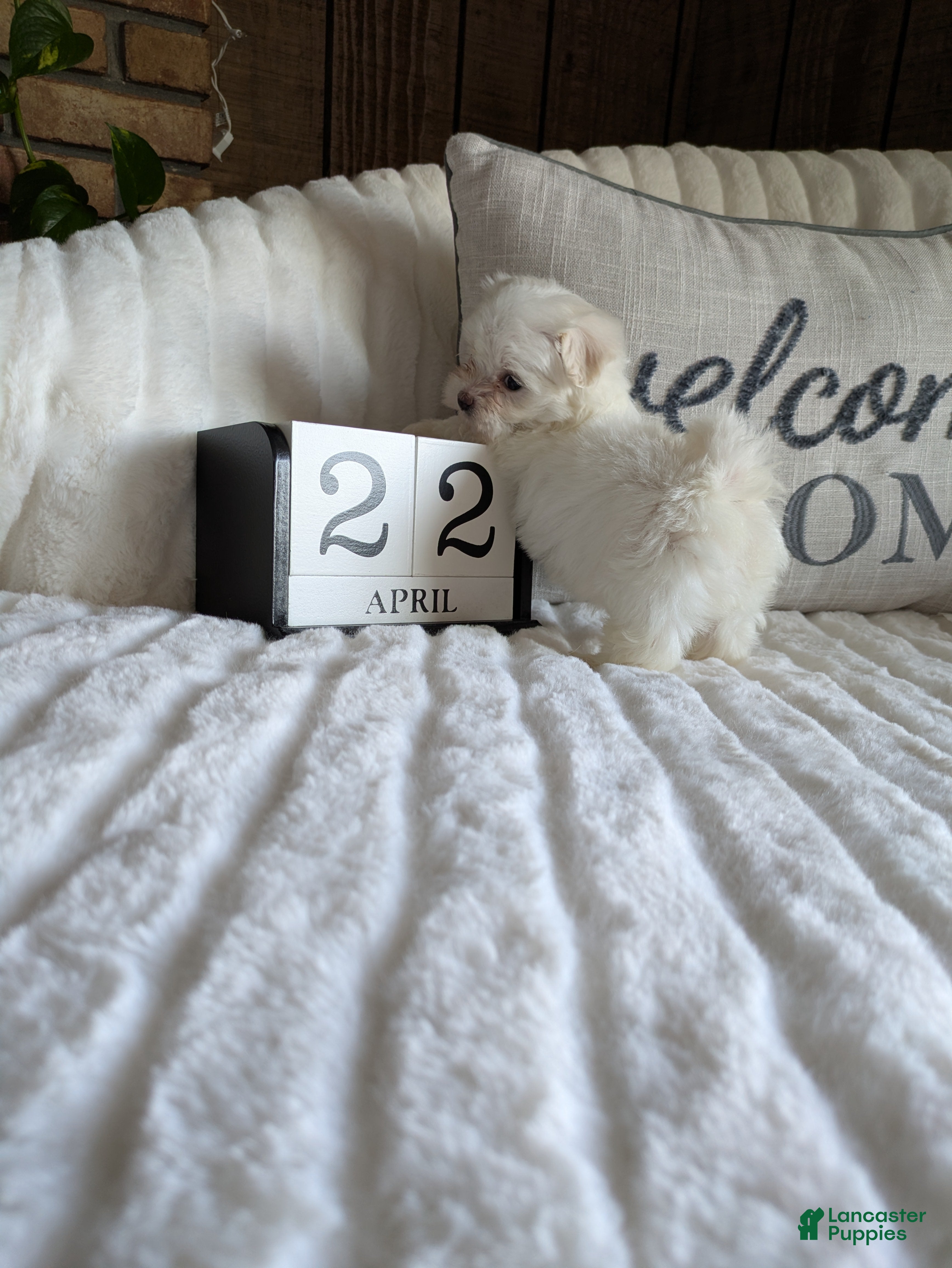 Maltese dogs Carolina  - Ad 1