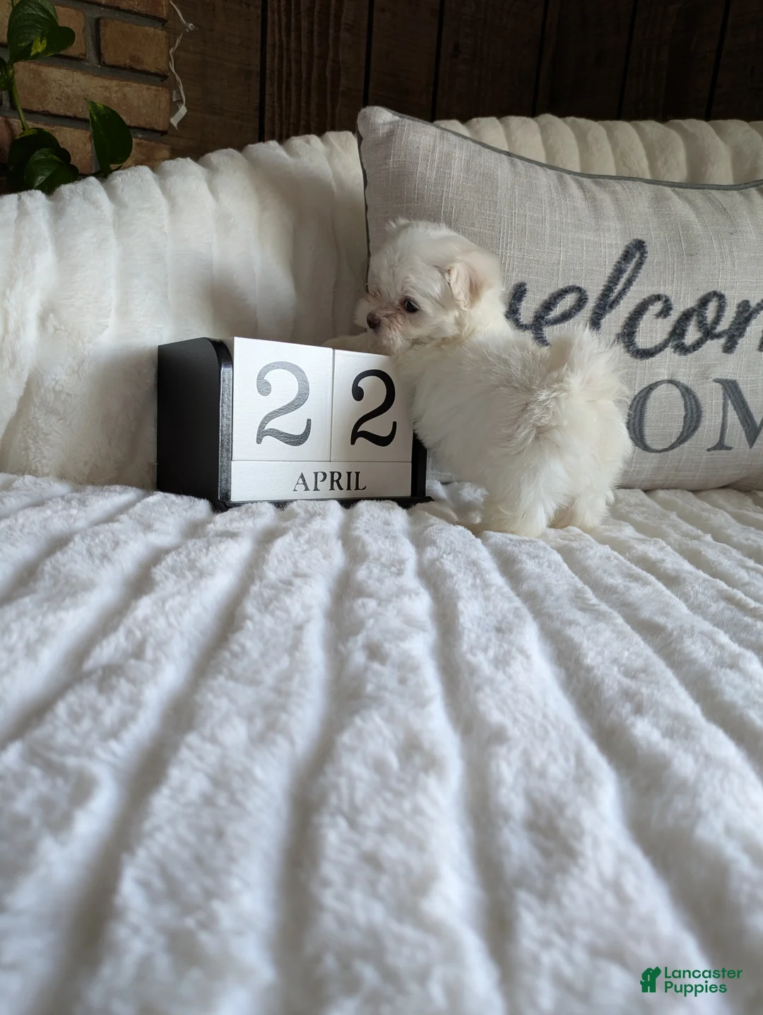 Maltese dogs for sale: Carolina  - Ad 1