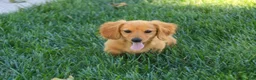Miniature Dachshund dogs for sale: Rusty Miniature Dachshund  - Ad 3