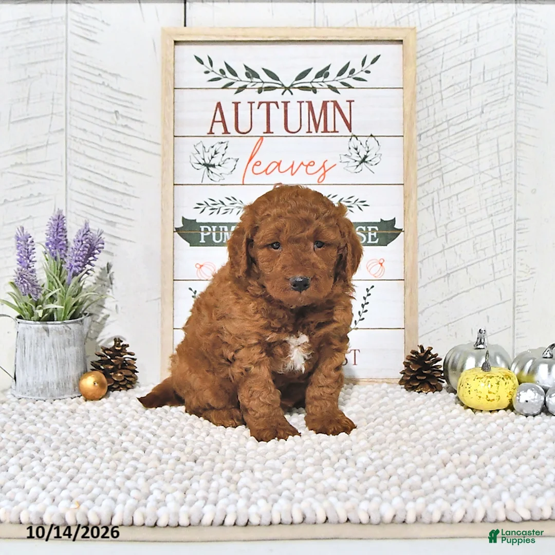 Mini Goldendoodle dogs for sale: Pumpkin  - Ad 1