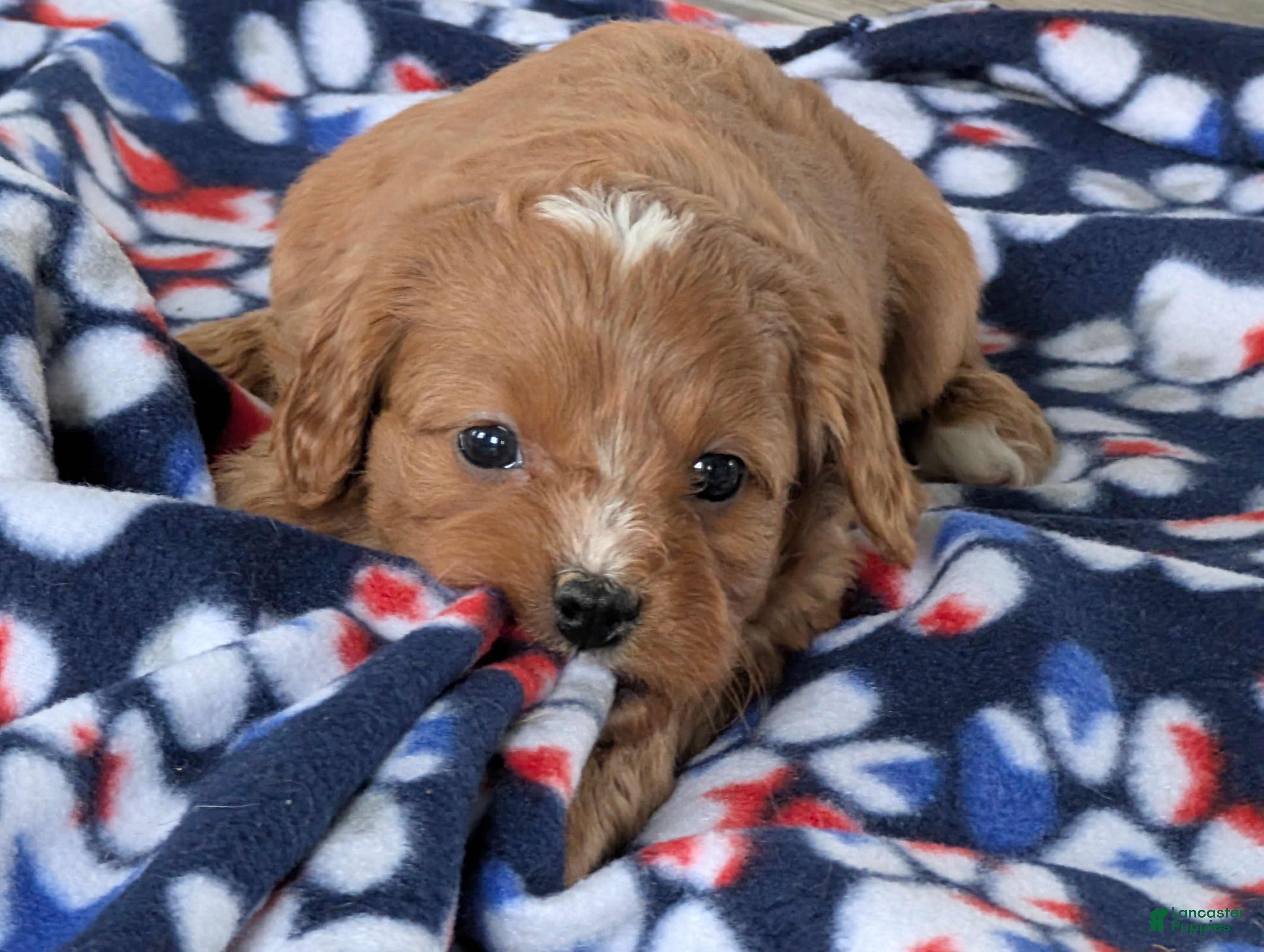 Cavapoo dogs Heath - Ad 1