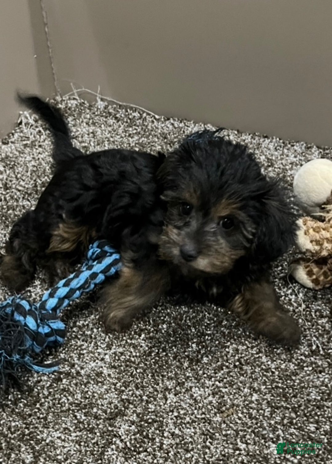 Yorkiepoo dogs for sale: Ruby - Ad 1