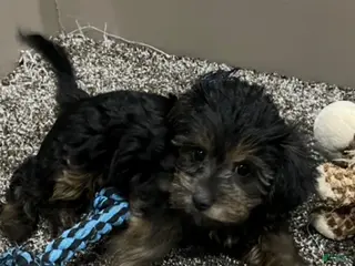 Yorkiepoo dogs Ruby - Ad 32