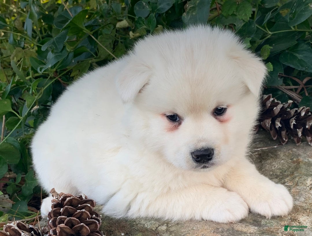 Alaskan Klee Kai dogs for sale: Winter~ Gorgeous Loving Boy~!!! - Ad 7