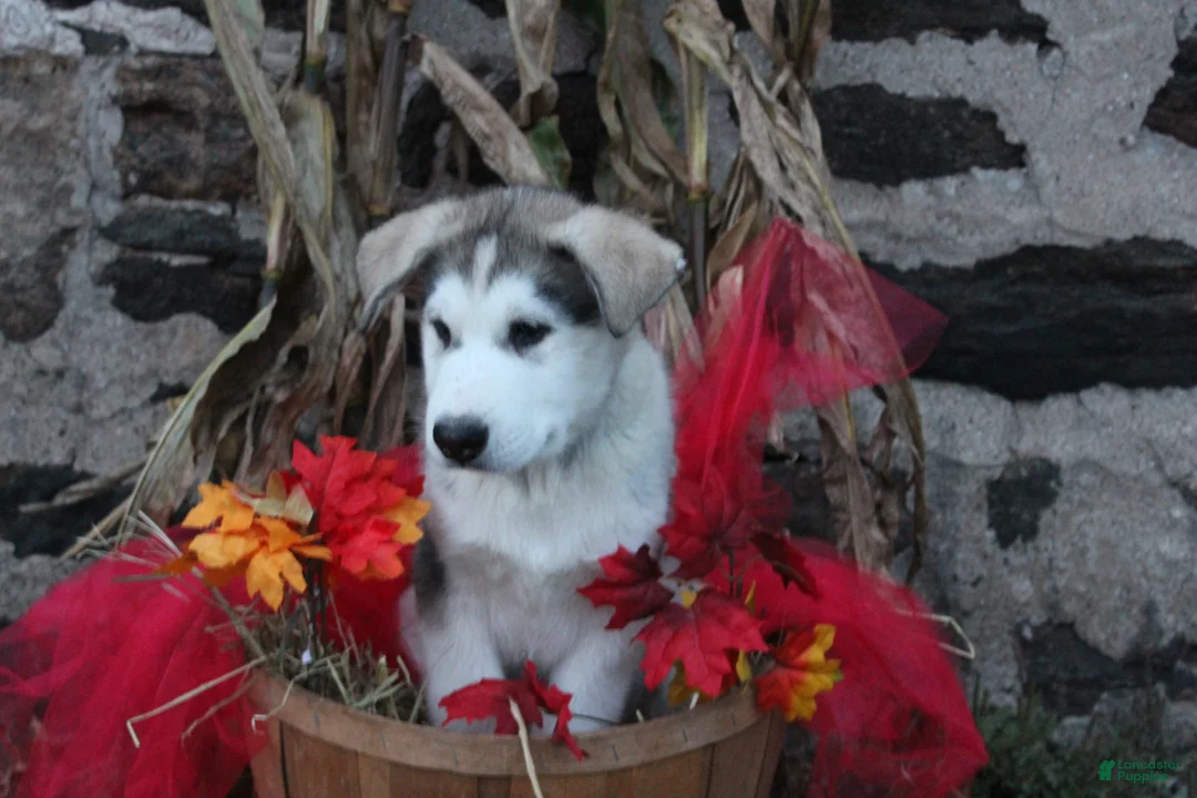 Alaskan Malamute dogs for sale: Tucker - Ad 1