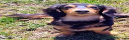 Miniature Dachshund dogs for sale: Forest - Ad 7