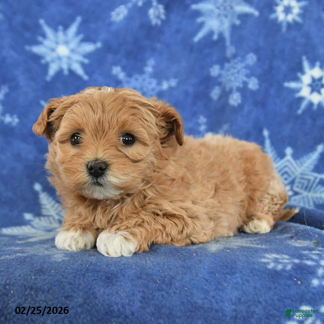 Maltipoo dogs for sale: Gwendolyn - Ad 4