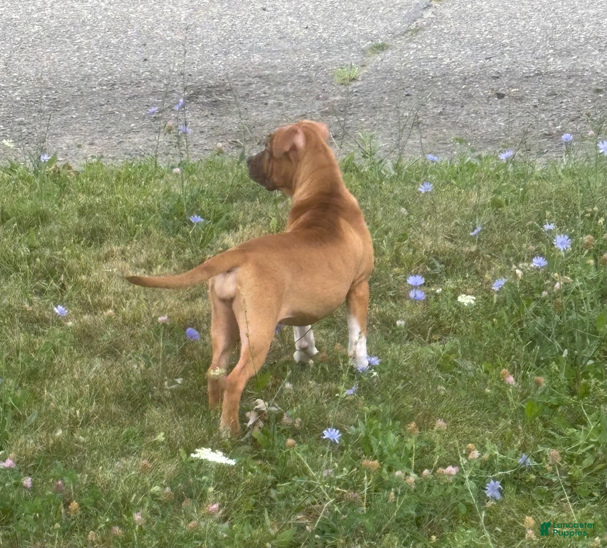 Mixed Breed dogs Mixed Breed 1 - Ad 22