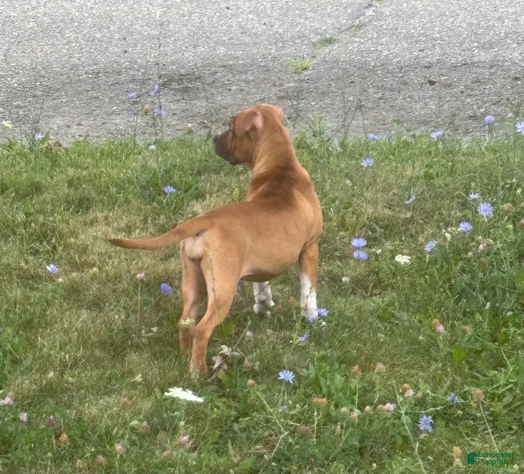Mixed Breed dogs for sale: Mixed Breed 1 - Ad 1