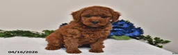 Miniature Poodle dogs for sale: Mickey - Ad 5