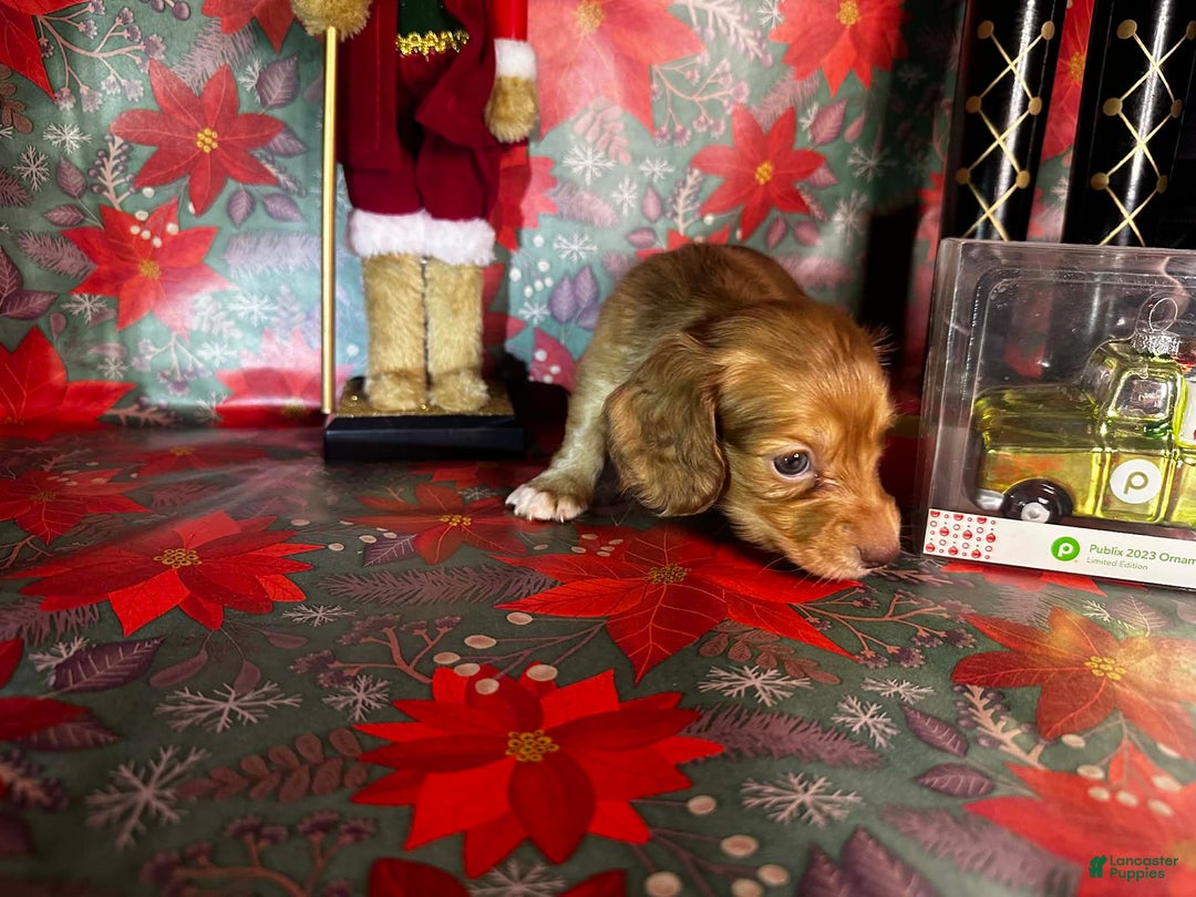 Dachshund dogs for sale: Lola bunny - Ad 8