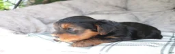 Yorkshire Terrier dogs for sale: Mia  - Ad 4