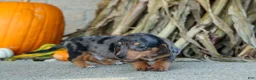 Miniature Dachshund dogs for sale:  Zino 🐕 - Ad 6