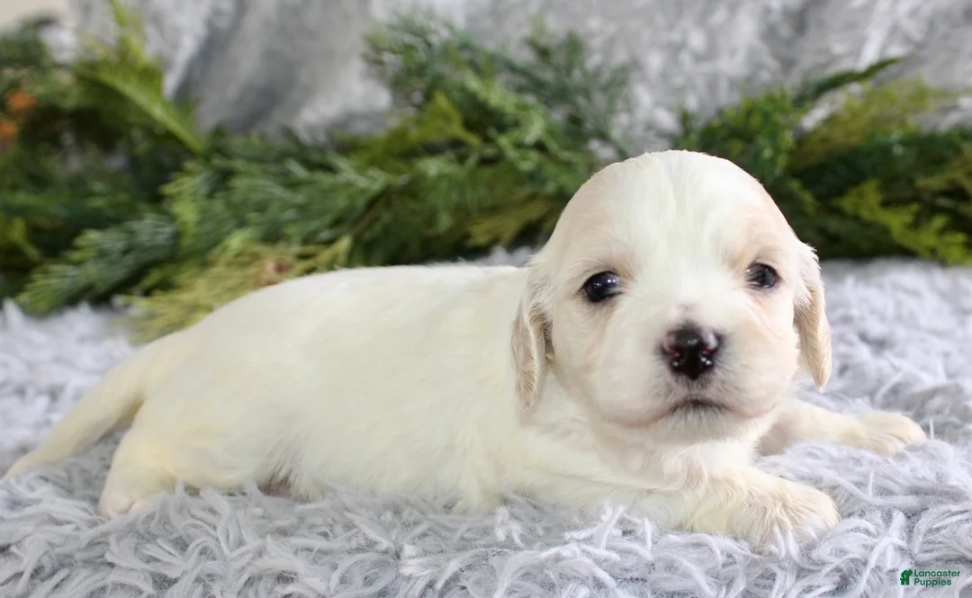 Cavachon dogs for sale: Cavachon Puppy 3 - Ad 1