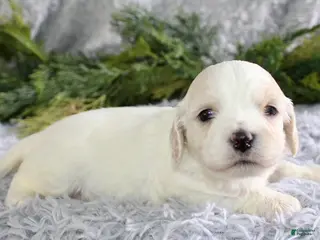 Cavachon dogs Cavachon Puppy 3 - Ad 3