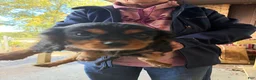 Cavalier King Charles Spaniel dogs for sale: Cavalier King Charles Spaniel 2 - Ad 1