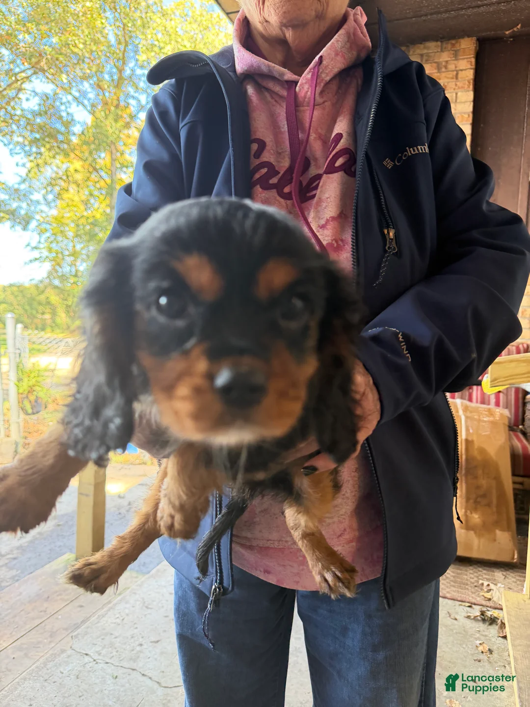Cavalier King Charles Spaniel dogs for sale: Cavalier King Charles Spaniel 2 - Ad 1