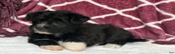 Yochon dogs for sale: Dixie - Ad 7