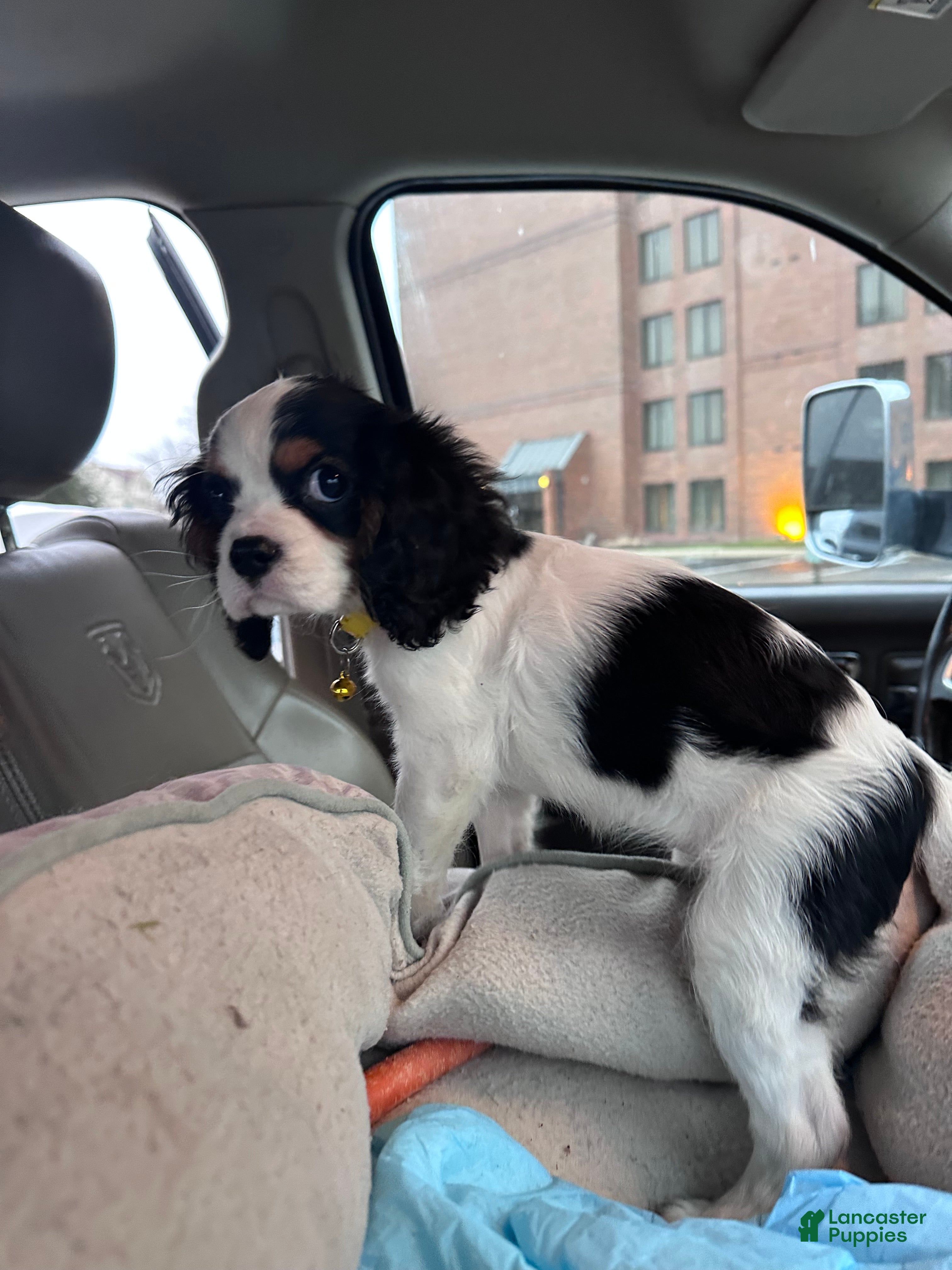 Cavalier King Charles Spaniel dogs Cavalier King Charles Spaniel Puppy 1 - Ad 2