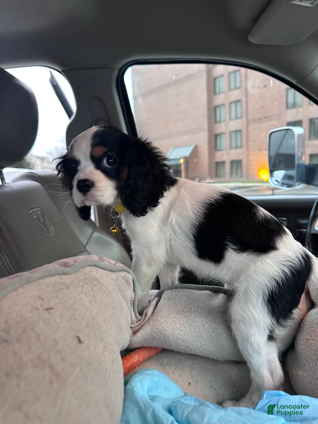 Cavalier King Charles Spaniel dogs for sale: Cavalier King Charles Spaniel Puppy 1 - Ad 2