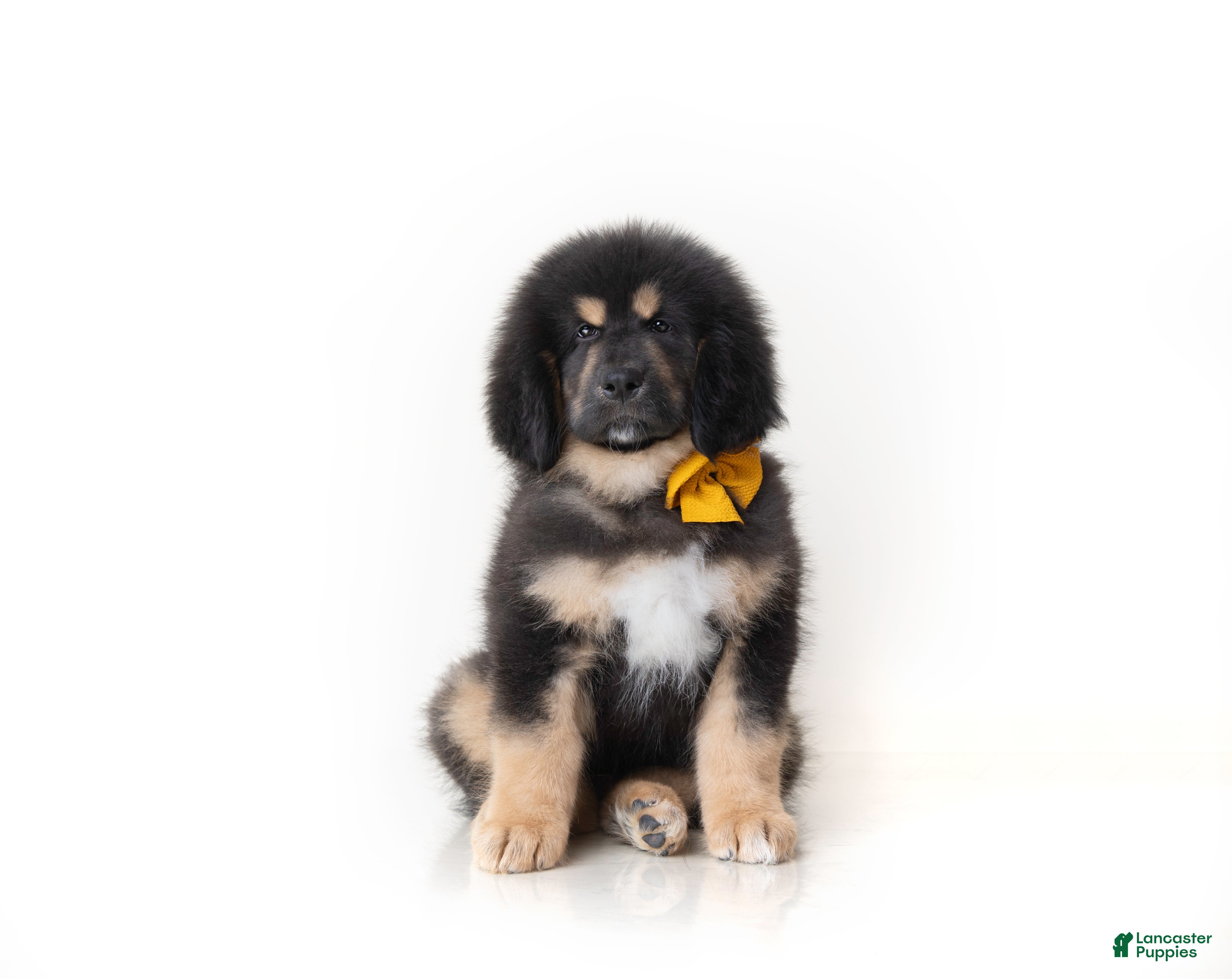 Tibetan Mastiff dogs Tibetan Mastiff Puppy | Orange Boy - Ad 1