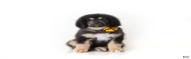 Tibetan Mastiff Puppy | Orange Boy