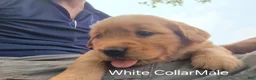 Golden Retriever dogs for sale: Starburst (White Collar) - Ad 3