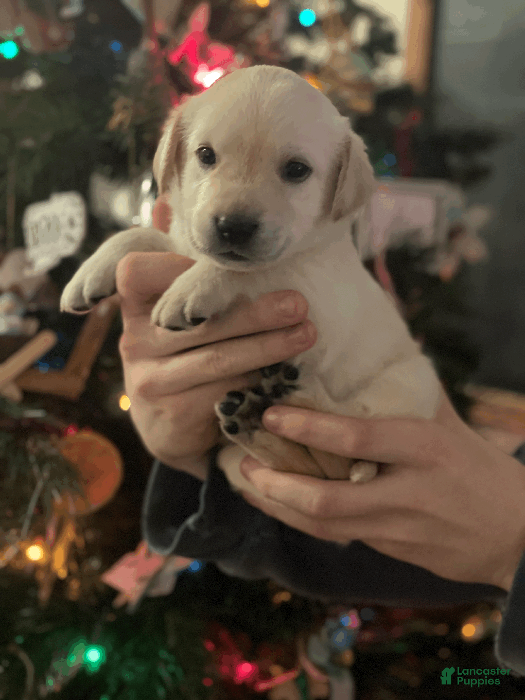 Labrador Retriever dogs for sale: Algonquin-red collar - Ad 15