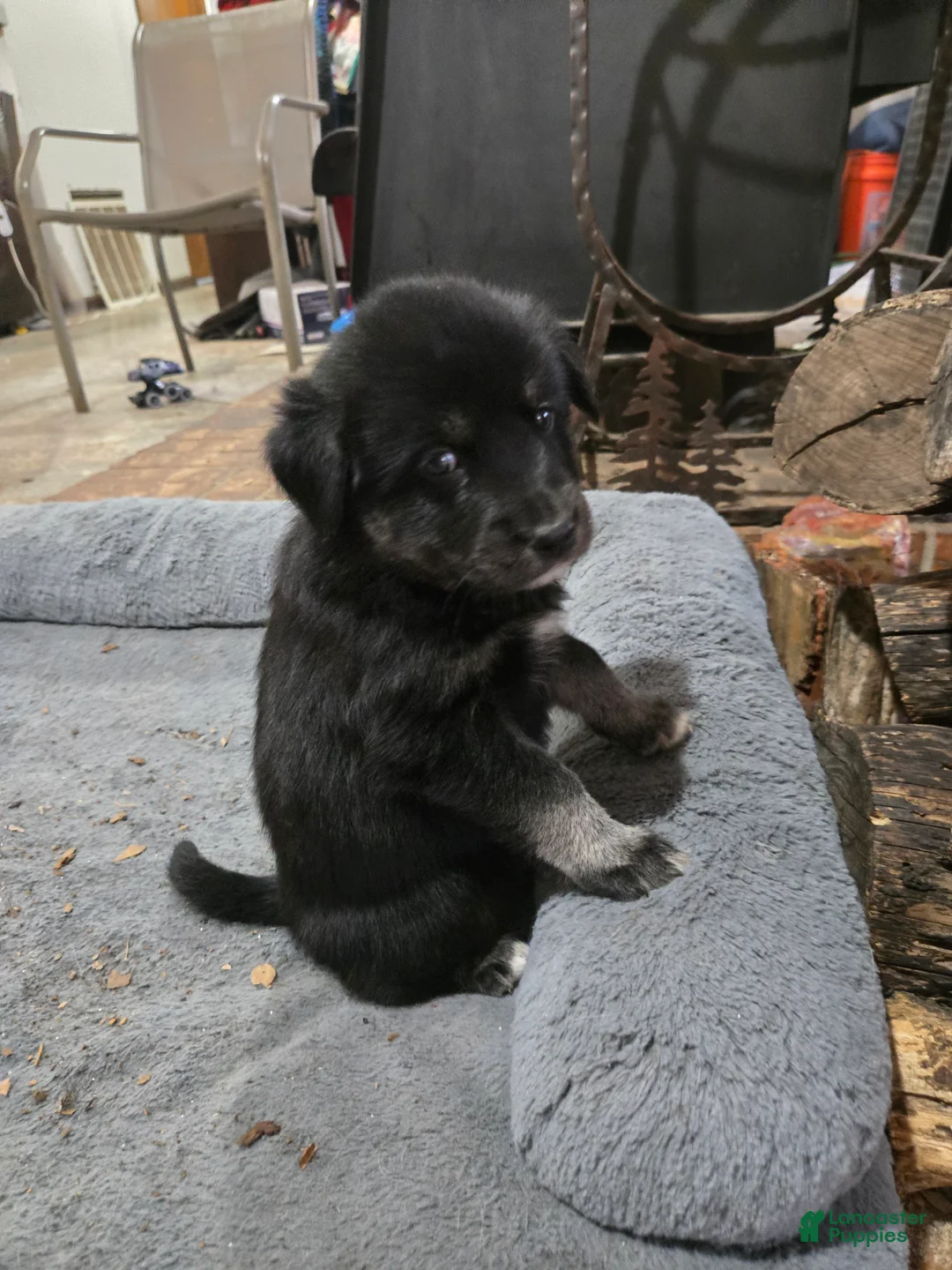 Goberian dogs for sale: Goberian orange Puppy 6 - Ad 1