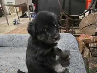 Goberian dogs Goberian orange Puppy 6 - Ad 6