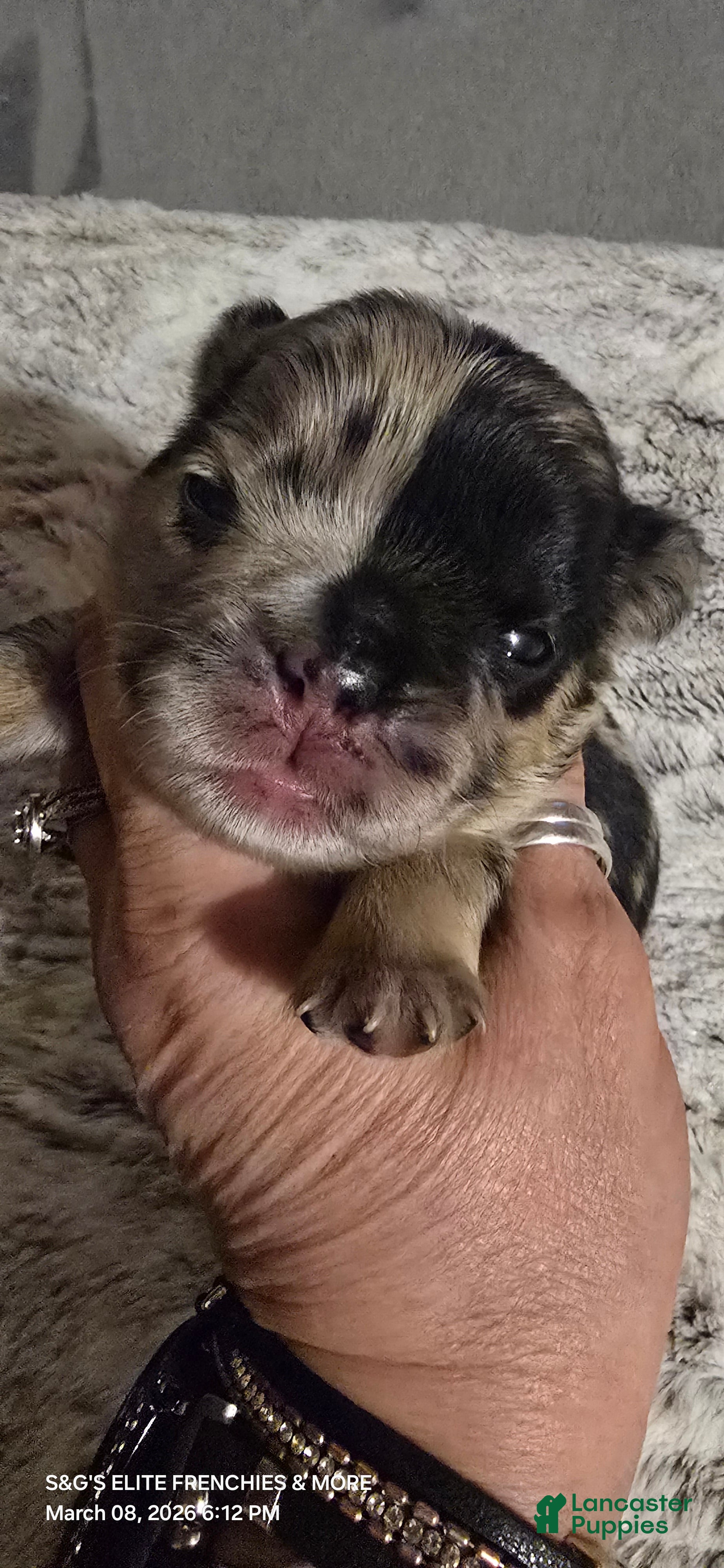 French Bulldog dogs French Bulldog Puppy 2 - Ad 1