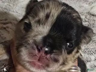 French Bulldog dogs for sale: French Bulldog Puppy 2 - Ad 1