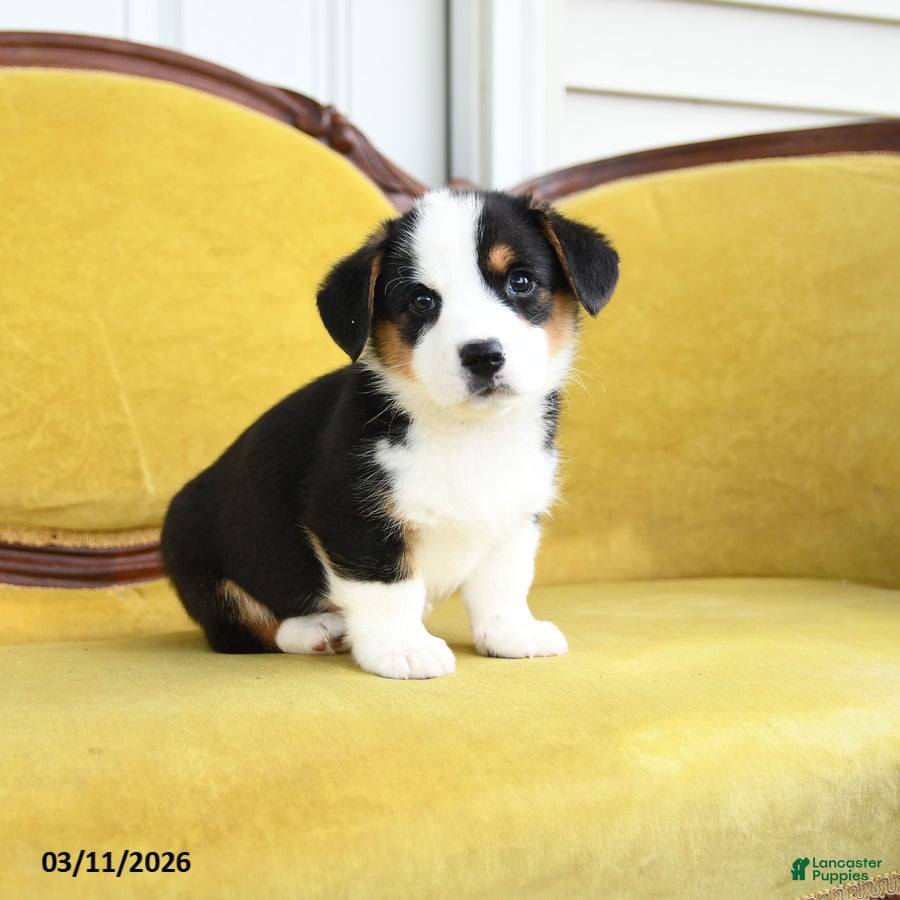 Welsh Corgi Pembroke dogs Titus - Ad 2