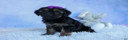 Shorkie dogs for sale: SUSIE - Ad 7