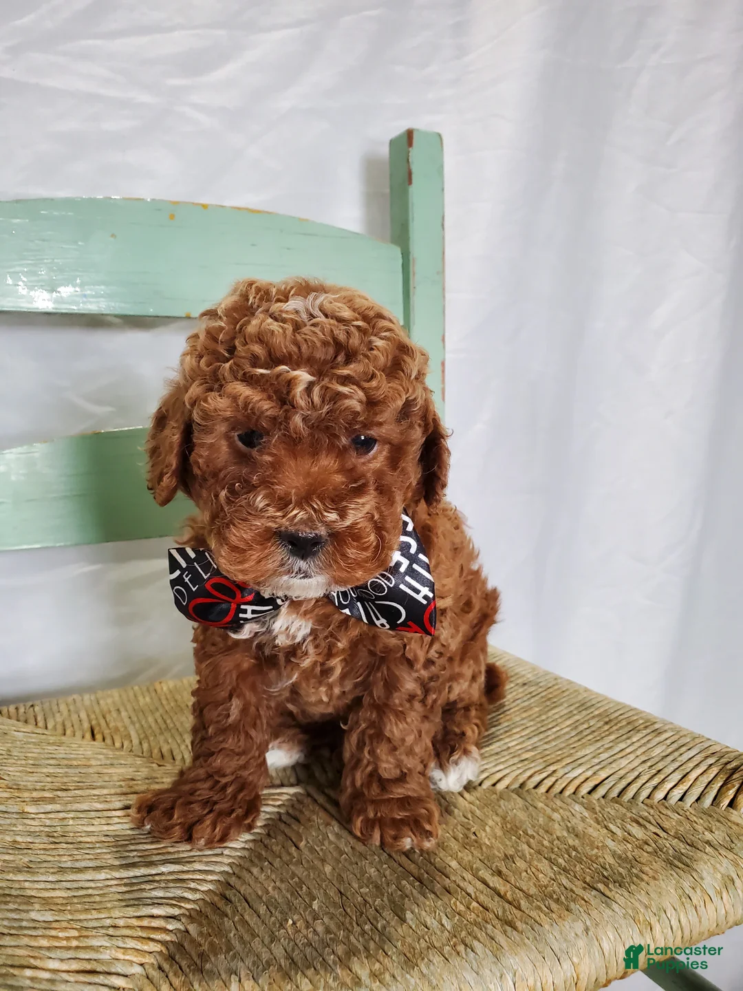 Toy Poodle dogs for sale: Joey - Ad 3