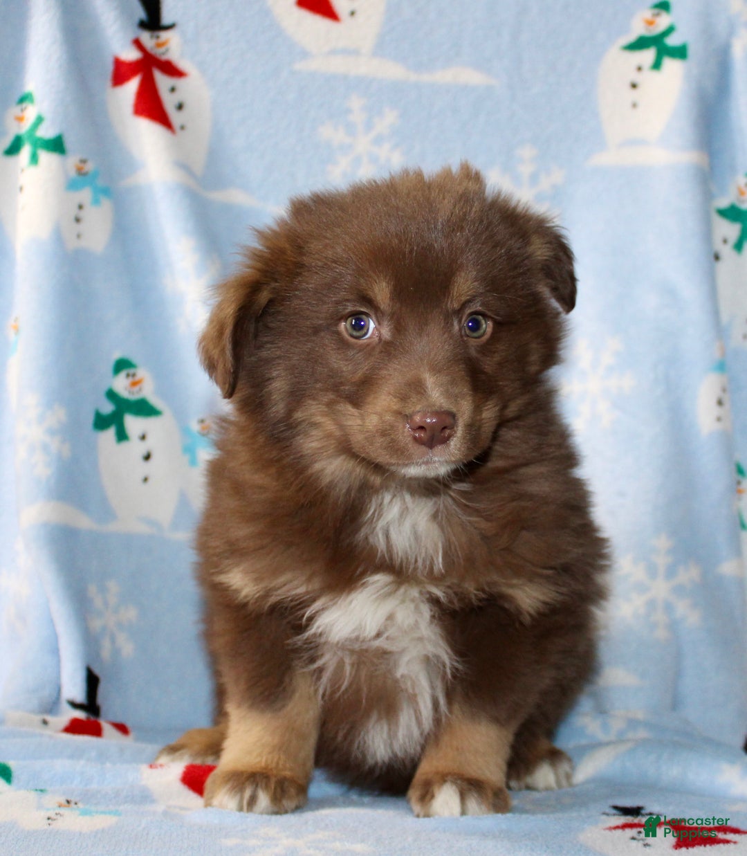 Australian Shepherd dogs for sale: Diamond  - Ad 1