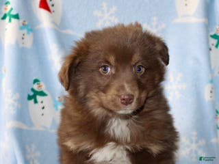 Australian Shepherd dogs Diamond - Ad 15