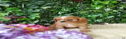 Cavalier King Charles Spaniel dogs for sale: Trixie  - Ad 6